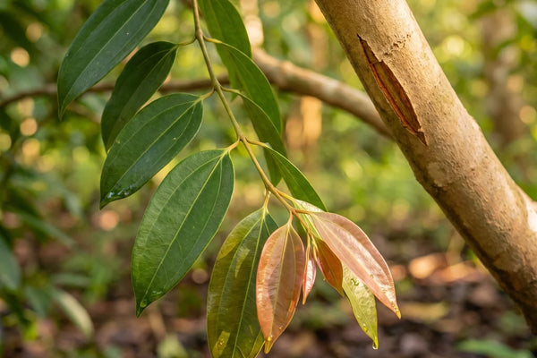 Ceylon-Zimtbaum mit Blättern und Rinde im Wald in Sri Lanka
