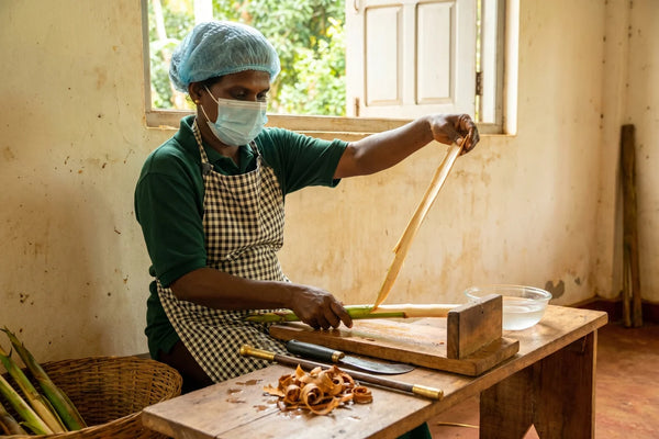 Handschälen der Ceylon-Zimtrinde im Partnerbetrieb in Sri Lanka