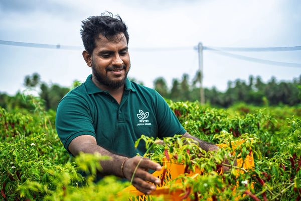 Mitarbeiter erntet reife rote Chilis von Hand auf dem Feld in Sri Lanka - MrCOLOMBO