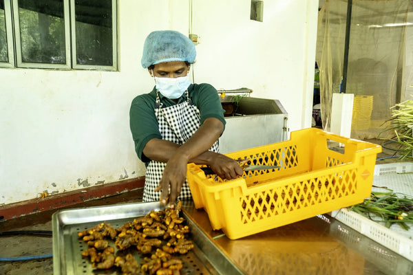 Verarbeitung der Kurkuma-Wurzel im Partner-Betrieb in Sri Lanka - Sortierung, Trocknung und schonende Vermahlung zu feinem Pulver