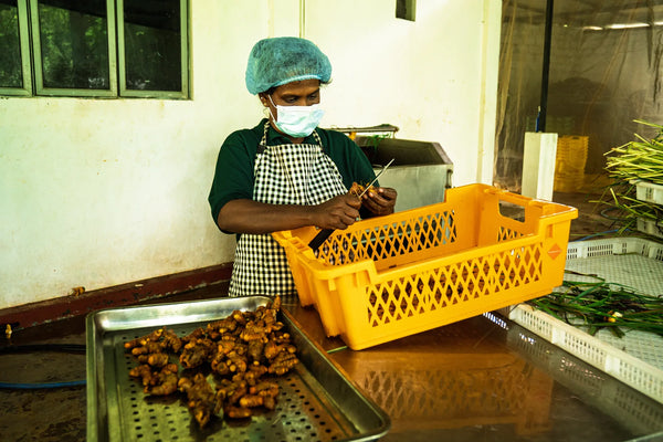 Kurkuma Verarbeitung beim Partnerbetrieb in Jaffna, Sri Lanka | MrCOLOMBO