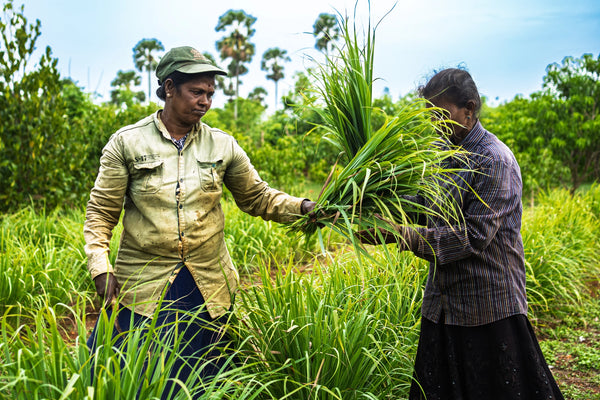 Zwei Erntehelfer schneiden frisches Zitronengras auf dem Feld in Jaffna, Sri Lanka - MrCOLOMBO
