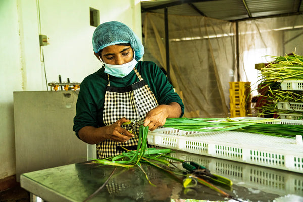 Bio-Zitronengras Verarbeitung beim Partnerbetrieb in Jaffna, Sri Lanka | MrCOLOMBO