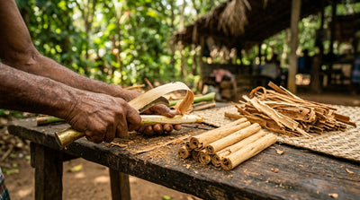 Ceylon-Zimt aus Sri Lanka: Anbau & Ernte