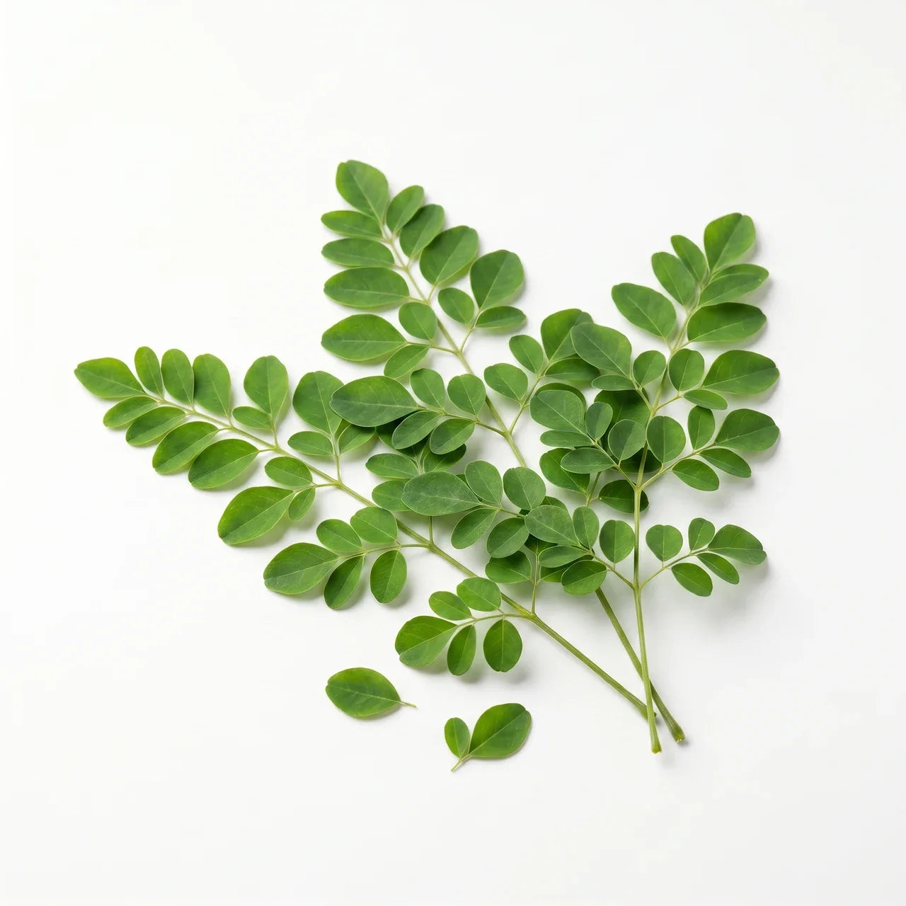 Moringa - MrCOLOMBO Sri Lanka