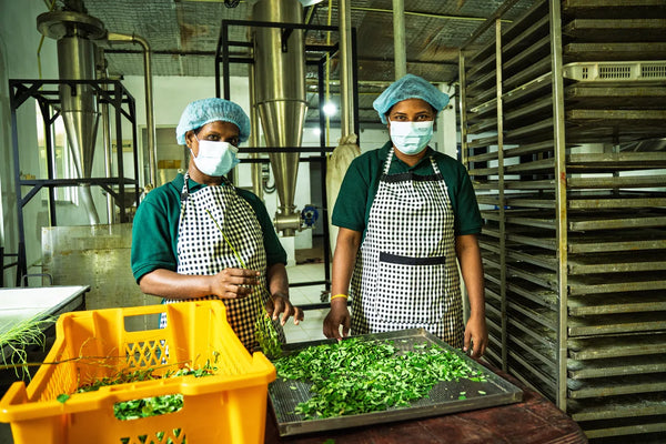 Zwei Mitarbeiterinnen sortieren und trocknen Moringa-Blätter im Partner-Betrieb in Sri Lanka - hygienische Verarbeitung mit Hauben und Masken