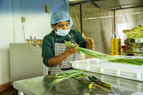 Verarbeitung der Bio-Zitronengras-Halme im Partner-Betrieb in Sri Lanka - hygienische Sortierung mit Haube und Maske vor mechanischer Vermahlung