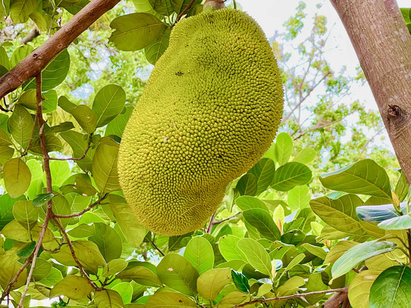 Reife Jackfrucht am Baum in Sri Lanka - große grüne Frucht zwischen den Blättern, Anbau unserer Partnerfamilien