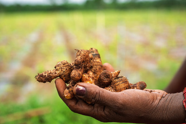 Frisch geerntete Kurkuma-Wurzeln in der Hand auf dem Feld in Jaffna, Sri Lanka - MrCOLOMBO Single-Origin