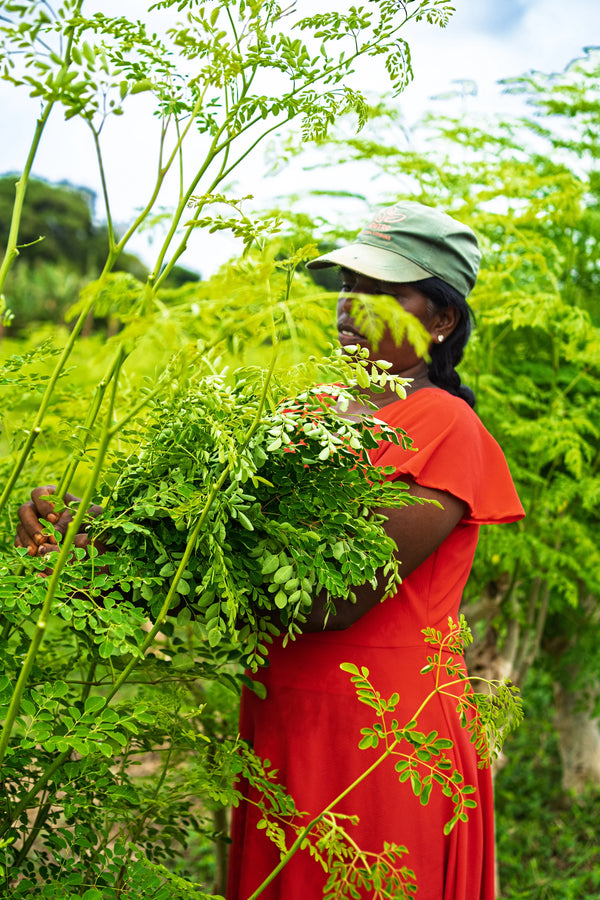 Bäuerin erntet frische Moringa-Blätter direkt am Baum auf dem Feld in Jaffna, Sri Lanka - MrCOLOMBO