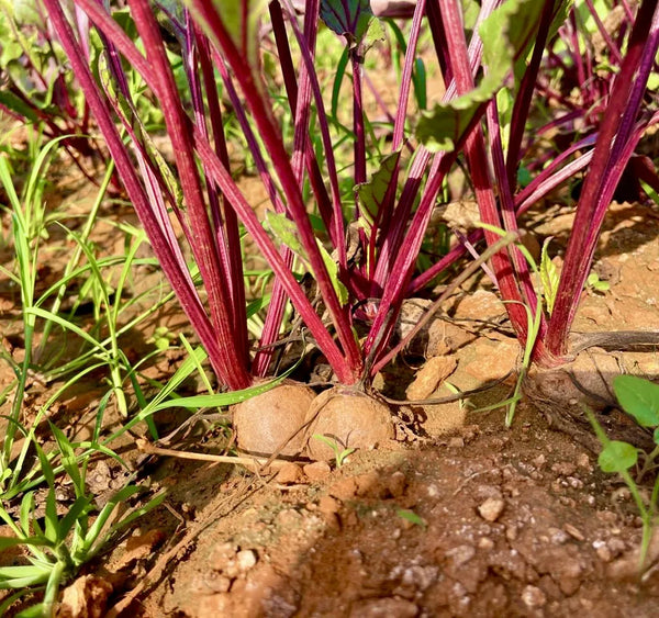 Rote-Bete-Anbau unserer Partnerfamilien in Sri Lanka - Knollen im roten Boden mit grünen Blättern und roten Stielen, Single-Origin