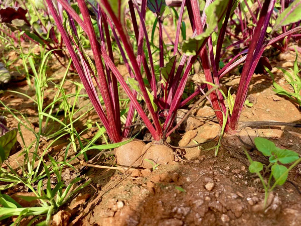 Rote-Bete-Reihe im Anbaugebiet unserer Partnerfamilien in Sri Lanka - junge Knollen am Boden mit kräftigen magentafarbenen Stielen, Single-Origin