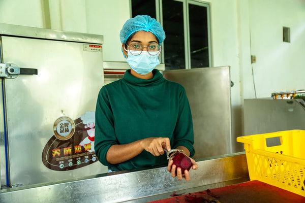 Verarbeitung der Rote Bete im Partner-Betrieb in Sri Lanka - hygienische Sortierung, Trocknung und mechanische Vermahlung zu fein-pulvrigem Pulver