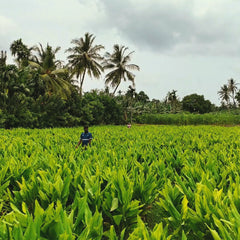 Ceylon Zimtstangen - echter Zimt aus Sri Lanka - Video 9