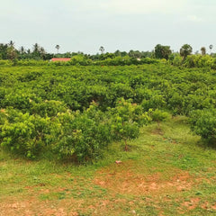 Chiliflocken aus Sri Lanka - Video 11