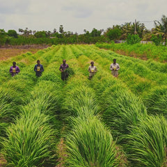 Hierba limón ecológica en trozos de Sri Lanka - ideal para infusiones - vídeo 9