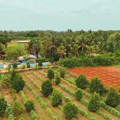 Rote Bete Pulver aus Sri Lanka - Video 11