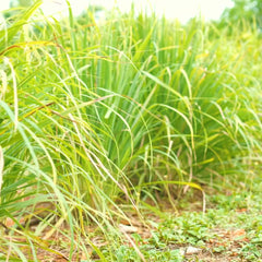 Bio-Zitronengras Pulver aus Sri Lanka - Video 9