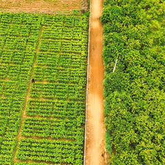 Jackfrucht Pulver aus Sri Lanka - Video 9