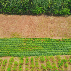 Bio-Zitronengras Pulver aus Sri Lanka - Video 9