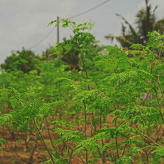 Moringa ecológica en polvo de Sri Lanka - vídeo 9