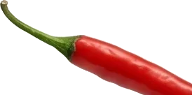 Chilischote