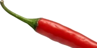 Chilischote