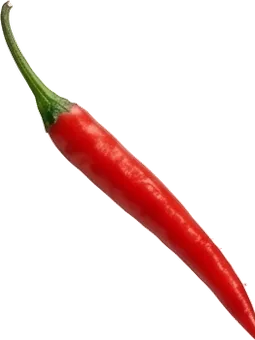 Chilischote