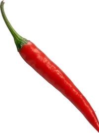 Chilischote