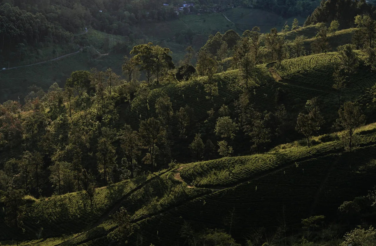 Drohnenaufnahme MrCOLOMBO Anbaugebiet Matale · Hochland-Distrikt - Single-Origin Gewürze direkt von unseren Partnerfamilien