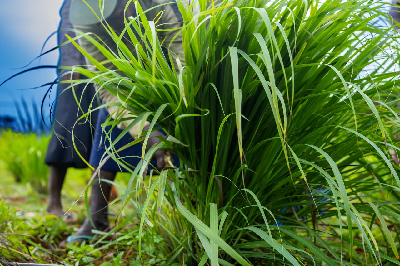 Bäuerinnen schneiden Bio-Zitronengras am Boden auf einer MrCOLOMBO Partnerfamilie in Jaffna Sri Lanka
