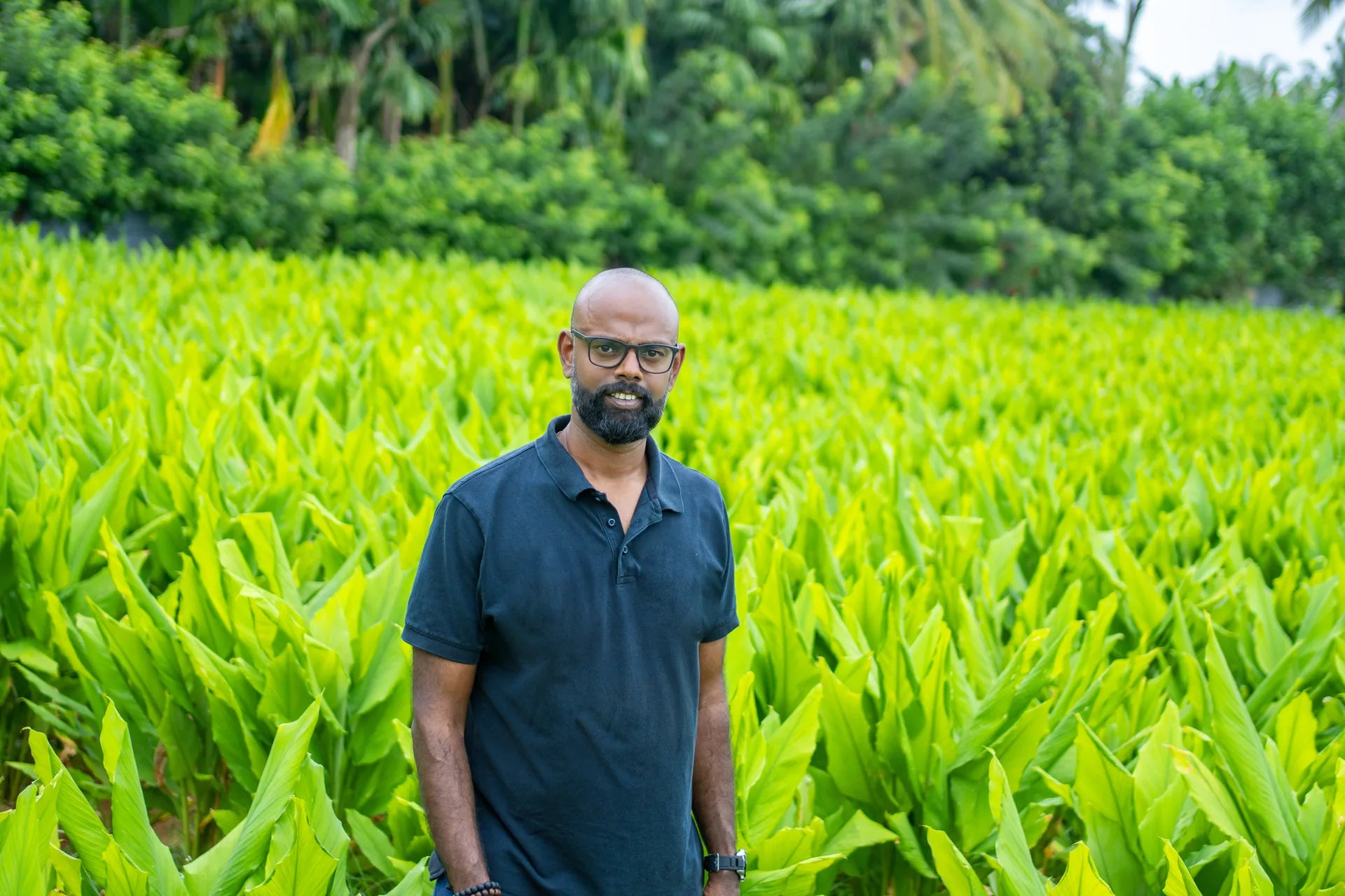 JR-Janathan Rajakumar, Gründer und persönlicher Importeur von MrCOLOMBO, im Kurkuma-Feld einer Partnerfamilie in Jaffna im Norden Sri Lankas - dunkelblaues Polo vor leuchtend grünen Kurkuma-Stauden