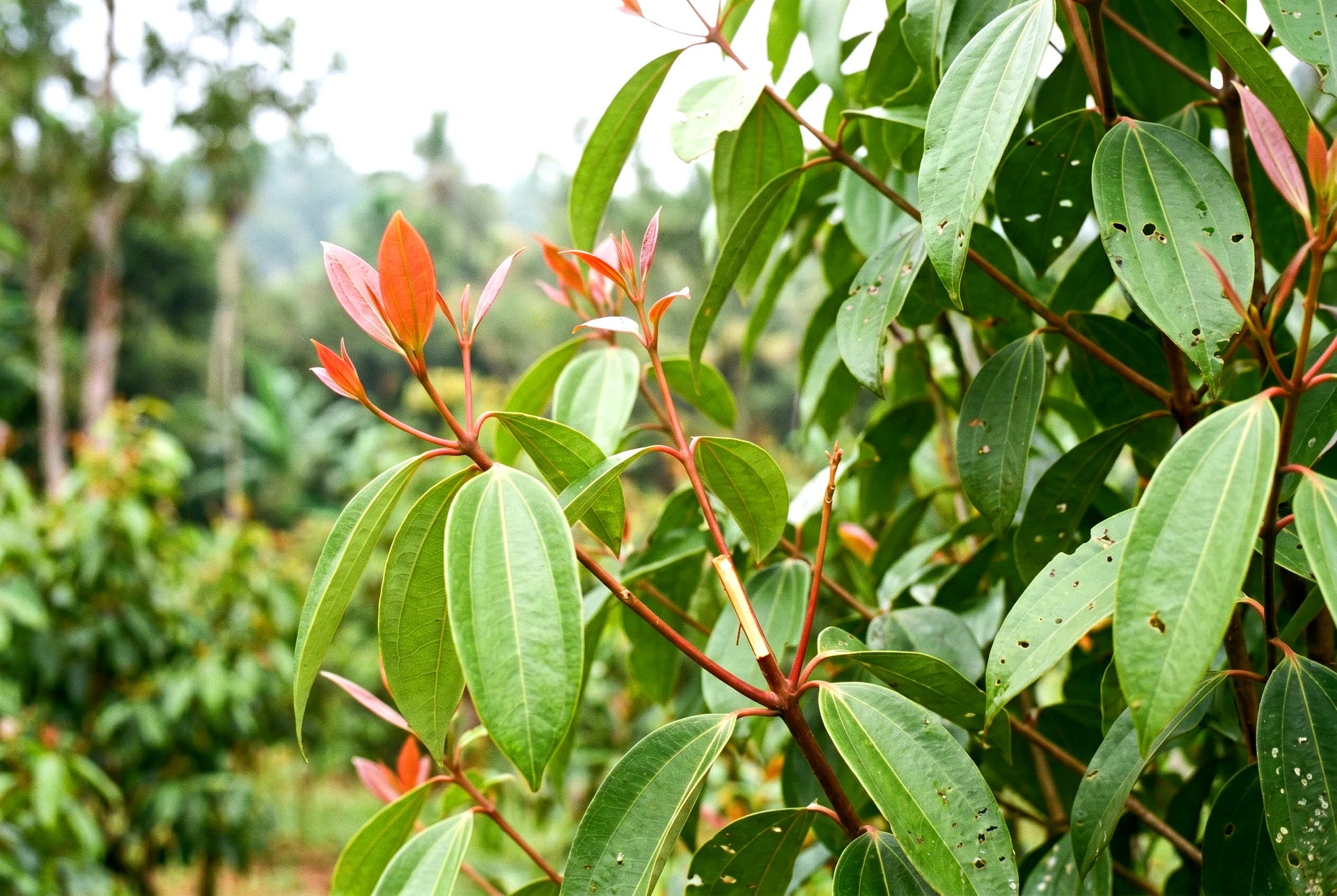 Ceylon Zimt-Baum mit frischen Blättern auf MrCOLOMBO Partnerfamilie in Sri Lanka - echter Cinnamomum verum für aromatischen Direktimport