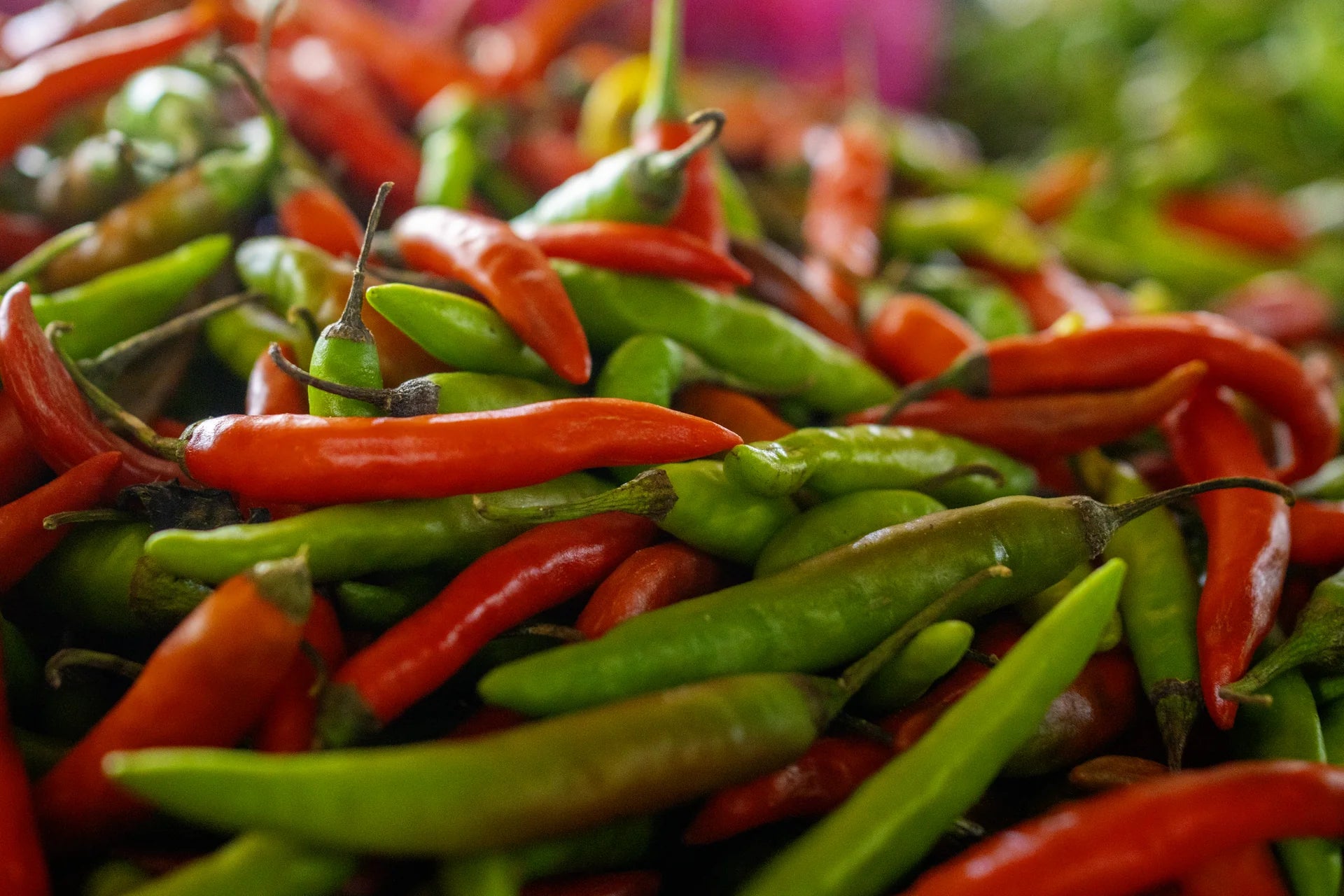 Frische rote und grüne Chilischoten in der Auslage auf dem Markt in Jaffna Sri Lanka - frische Marktware für die Sambol-Zubereitung