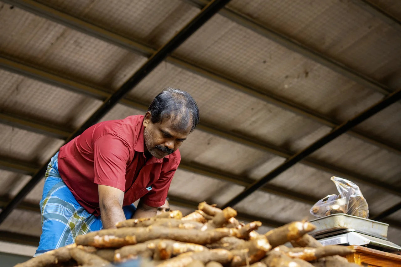 Markthändler im roten Hemd sortiert frische Wurzelknollen am Marktstand in Jaffna Sri Lanka - Handarbeit am Marktstand