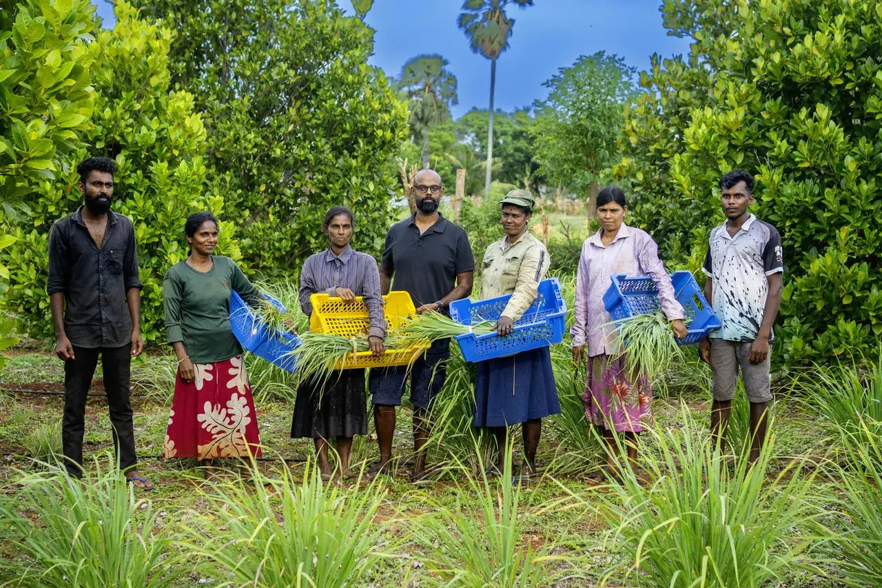 JR-Janathan Rajakumar mit sechs Bauern auf dem Zitronengras-Feld - frische Ernte in gelben und blauen Plastikkörben Sri Lanka