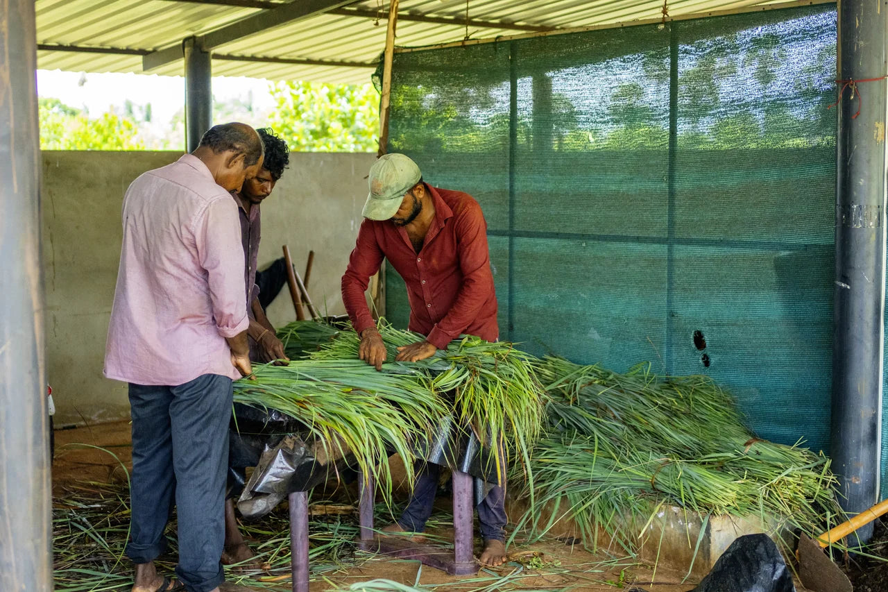 Drei Mitarbeiter führen Wareneingangskontrolle in der Verarbeitungshalle durch - frisch angeliefertes Bio-Zitronengras wird nochmals sortiert in Sri Lanka