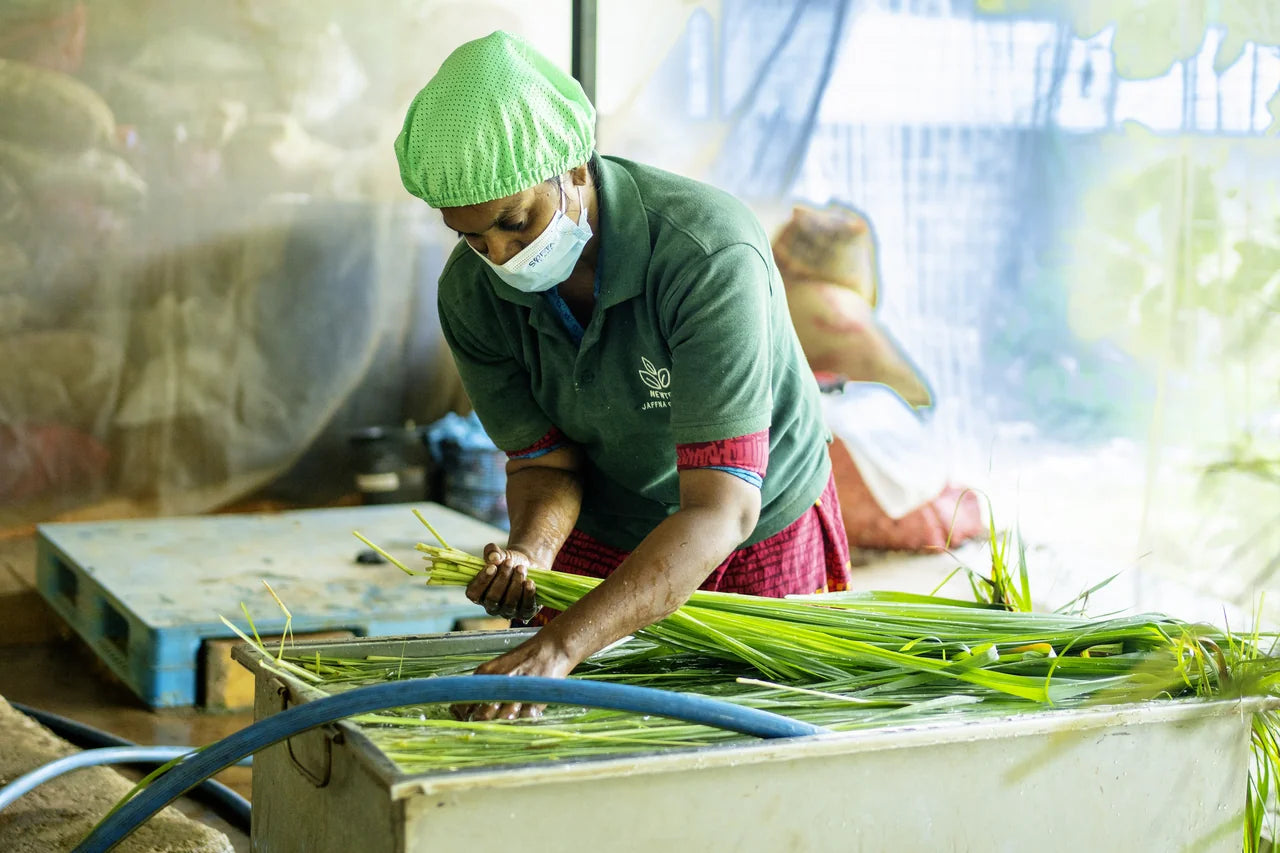 Mitarbeiterin in Schutzkleidung schneidet schlechte Stellen aus dem gewaschenen Bio-Zitronengras heraus in der Verarbeitungshalle Sri Lanka