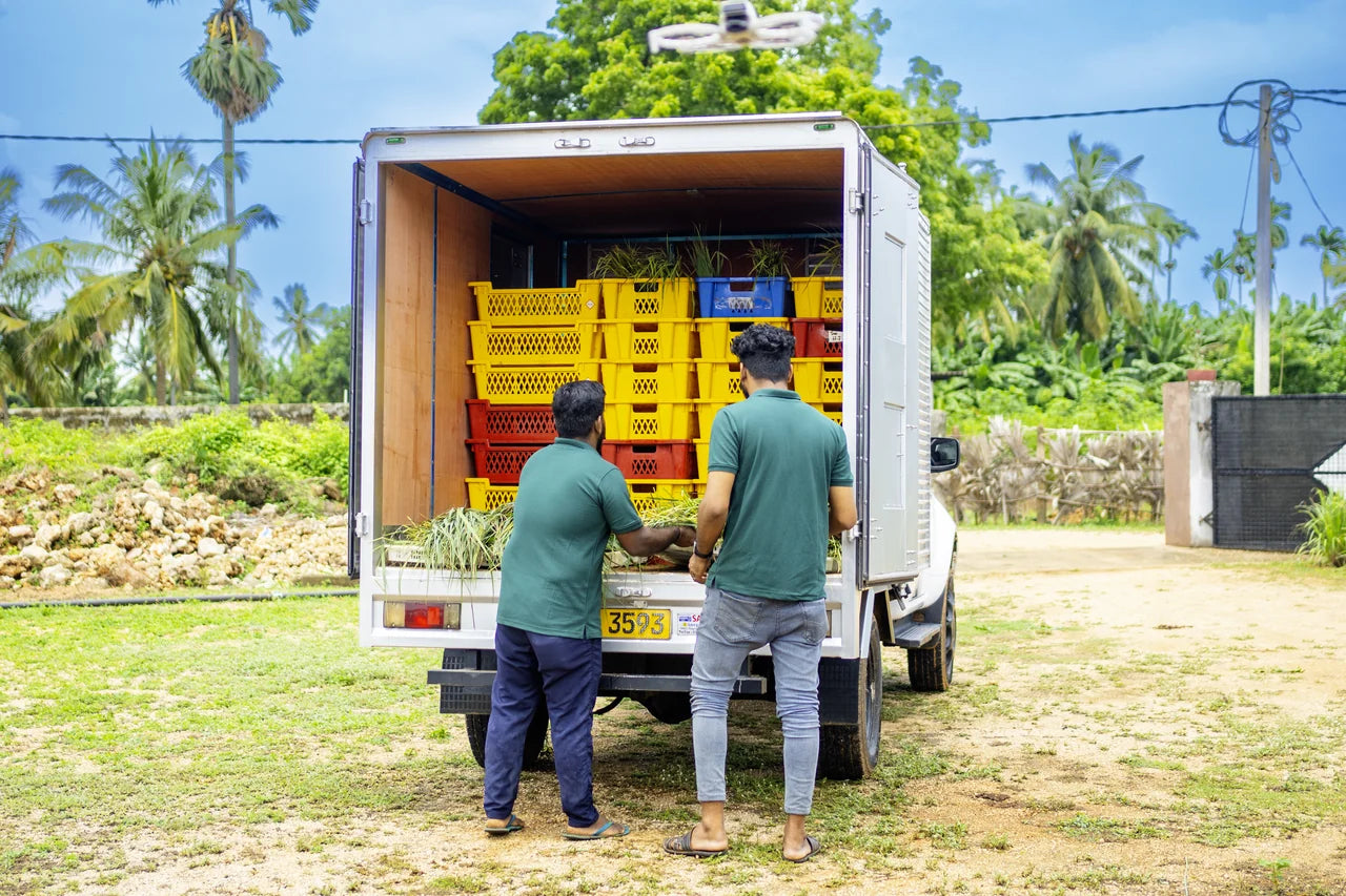 Drei Mitarbeiter sortieren frisch geerntetes Bio-Zitronengras gemeinsam in der Vor-Verarbeitung in Sri Lanka