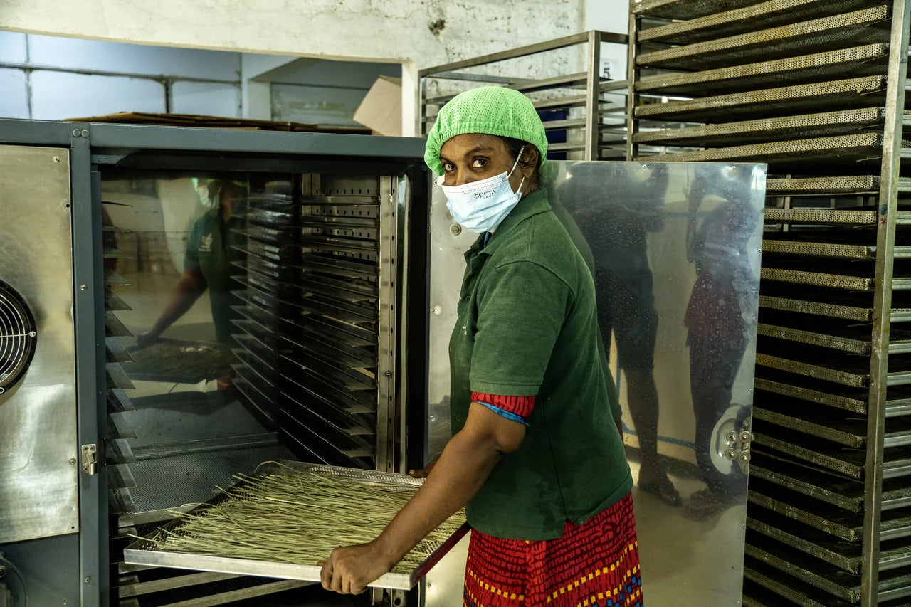 Mitarbeiterin in Schutzkleidung beladet den industriellen Trocknungsschrank mit Bio-Zitronengras-Tabletts in der Verarbeitungshalle Sri Lanka